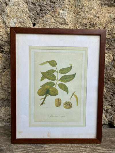 Stampa botanica "Noce" Peter Draper