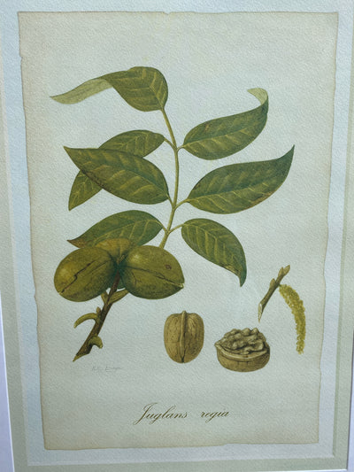 Stampa botanica "Noce" Peter Draper