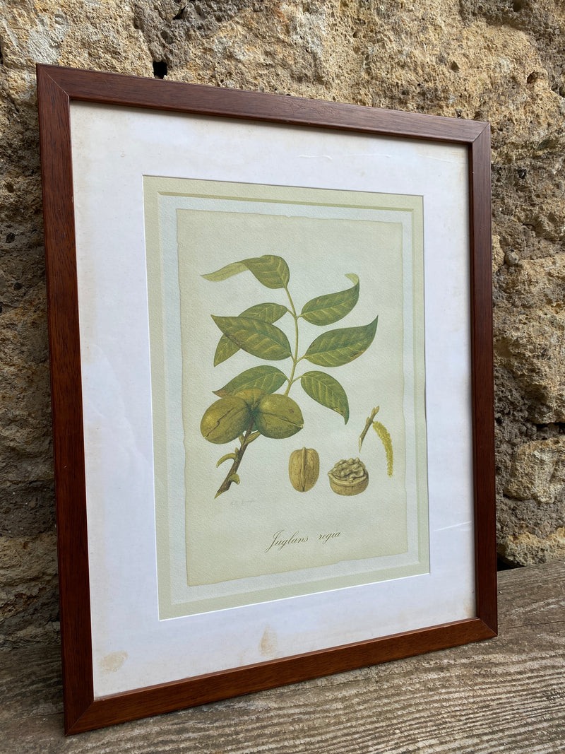 Stampa botanica raffigurante la pianta del noce firmata Peter Draper
